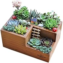 木箱　多肉植物に 30cm x 20cm x 5cm　12個セット 木箱 多肉植物に 30cm x 20cm x 5cm 12個セット - メルカリ